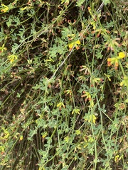 Acmispon junceus junceus