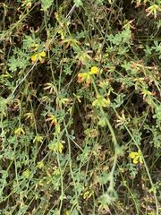 Acmispon junceus junceus