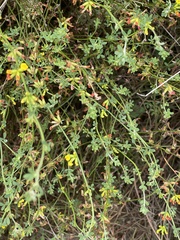 Acmispon junceus junceus