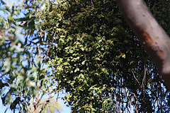 Notothixos subaureus