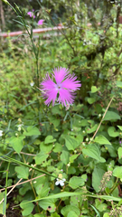 Dianthus hyssopifolius