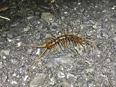 Cermatobius