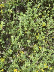 Acmispon junceus junceus