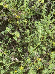 Acmispon junceus junceus