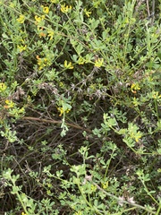 Acmispon junceus junceus