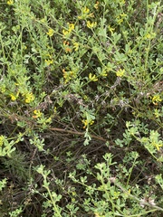 Acmispon junceus junceus