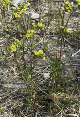 Potentilla bimundorum