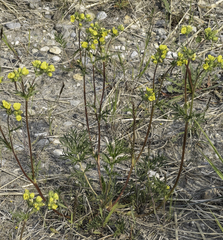 Potentilla bimundorum