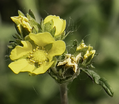 Potentilla bimundorum