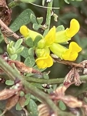 Acmispon glaber glaber