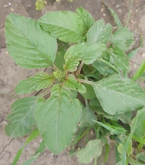 Amaranthus retroflexus