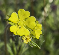 Potentilla bimundorum