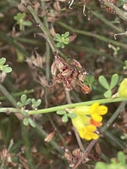 Acmispon glaber glaber