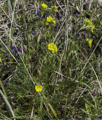 Potentilla bimundorum