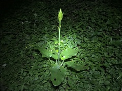Cardiocrinum cordatum