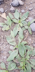 Plantago depressa