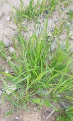 Eragrostis minor