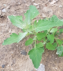 Chenopodium album