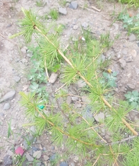 Larix sibirica