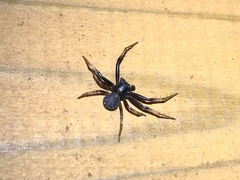 Xysticus croceus