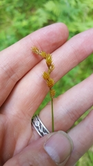 Carex scoparia