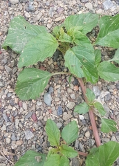 Amaranthus retroflexus