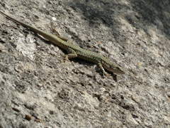 Podarcis virescens