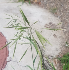 Bromus inermis