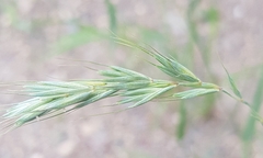 Elymus sibiricus