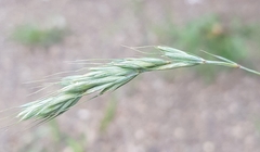 Elymus sibiricus