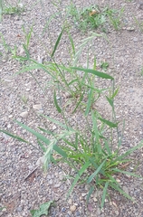 Elymus sibiricus