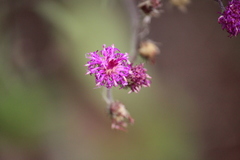 Vernonia acaulis