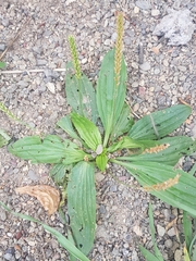 Plantago depressa