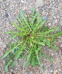 Taraxacum officinale