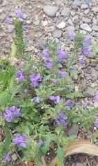 Dracocephalum foetidum