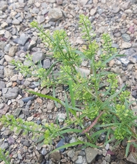 Lepidium ruderale