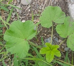 Malva verticillata