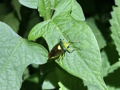 Sastragala scutellata