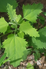 Chenopodium album