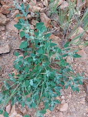 Chenopodium karoi