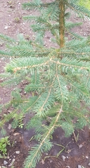 Picea obovata