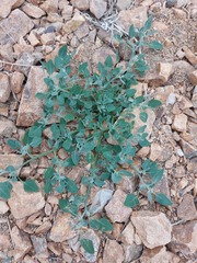 Chenopodium karoi