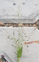 Eragrostis minor
