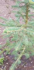 Picea obovata
