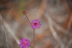 Vernonia acaulis