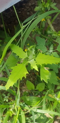 Chenopodium album
