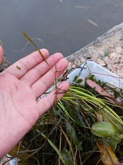 Potamogeton compressus