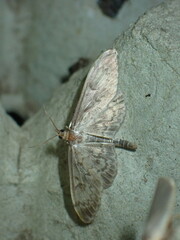 Anania lancealis