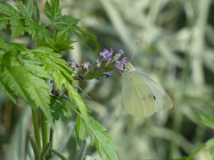 Pieris rapae