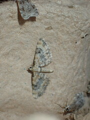 Eupithecia pulchellata